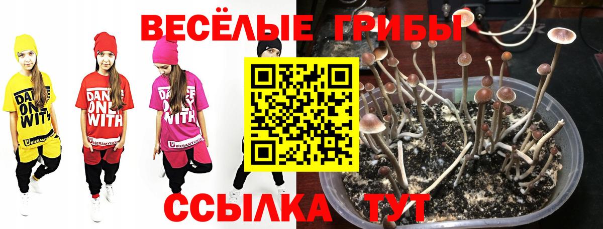 Галлюциногенные грибы Psilocybe  Вход с VPN  цены наркотик  Джанкой 
